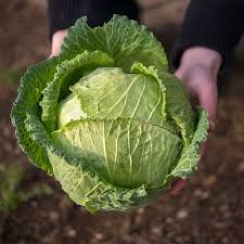 CABBAGE HEAD